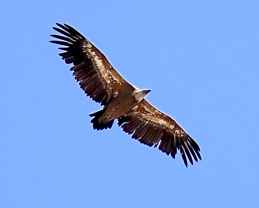 Griffon vulture